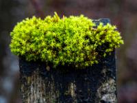 Sternmoospolster auf Zaunlatte